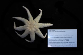 Media type: image; Invertebrate Zoology 151075